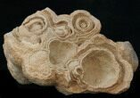 Flower-Like Sandstone Concretion - Pseudo Stromatolite #34202-1